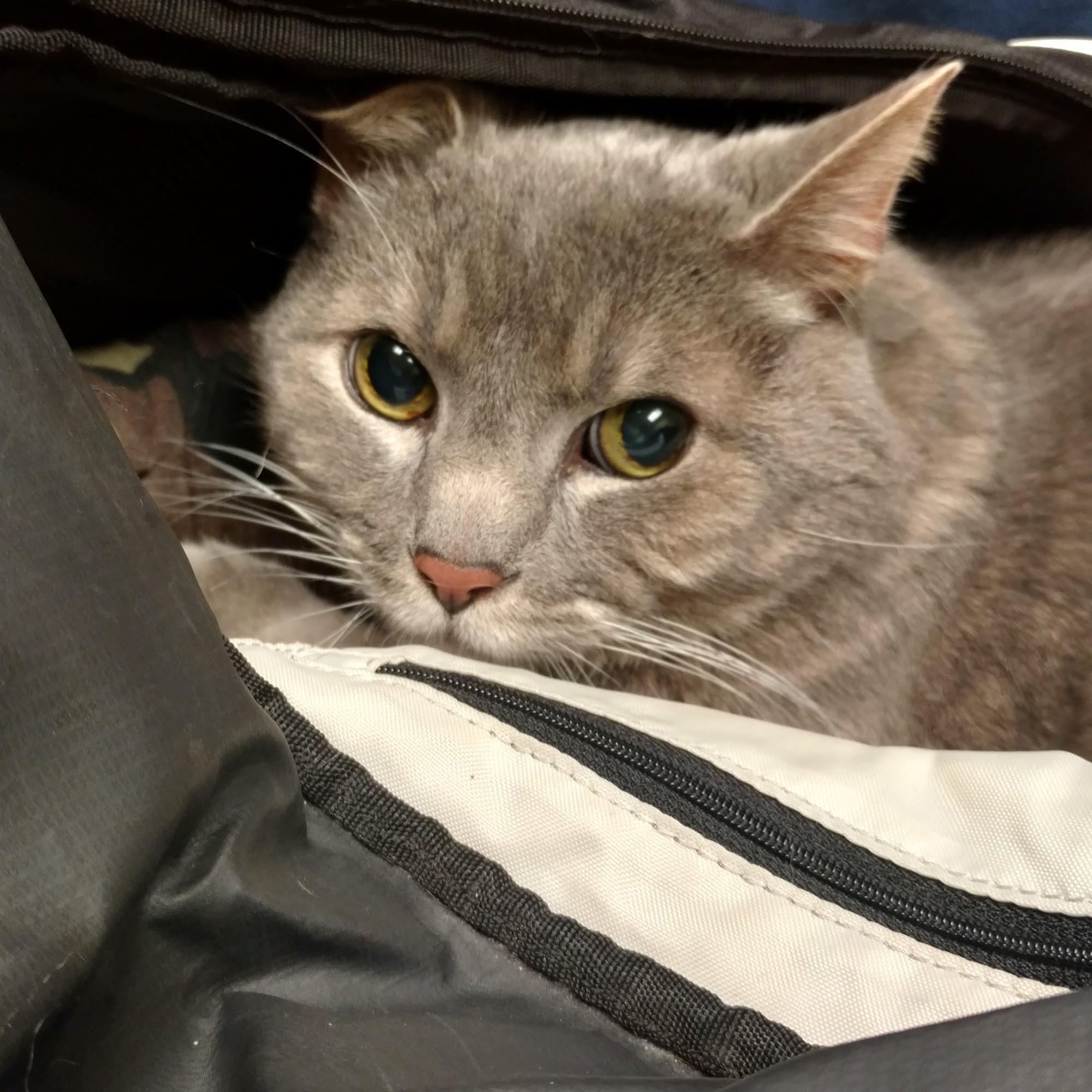 McAdory Veterinary Clinic McCalla