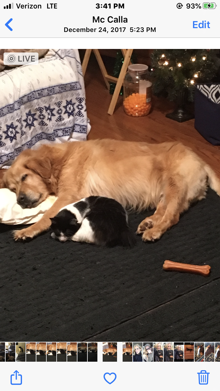 DIRTY DOG SALOON LLC McCalla