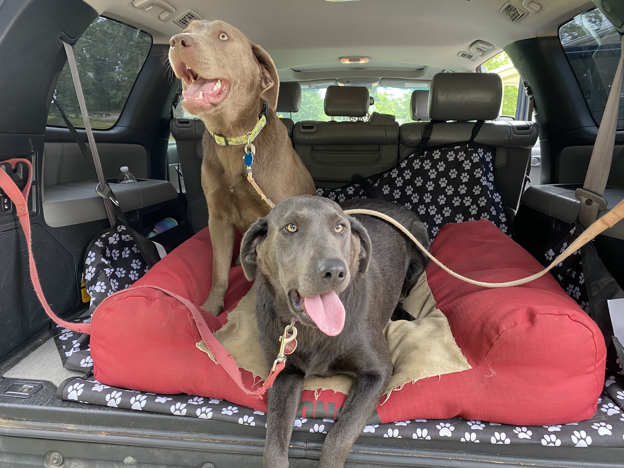 Barn and Bone Boarding McCalla