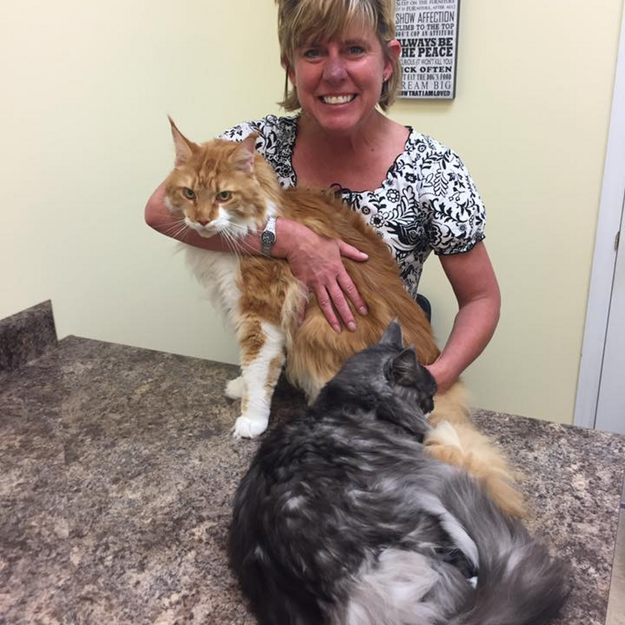 Meridianville Pet Hospital Meridianville