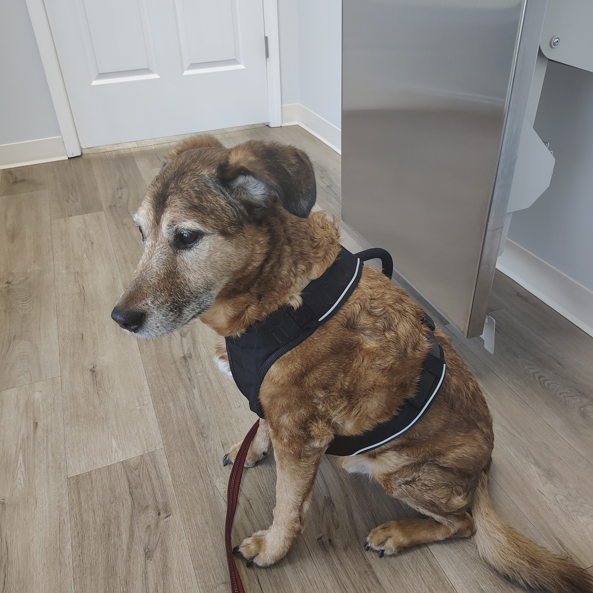 Magnolia Animal Hospital 11850 US-231, Meridianville Alabama 35759