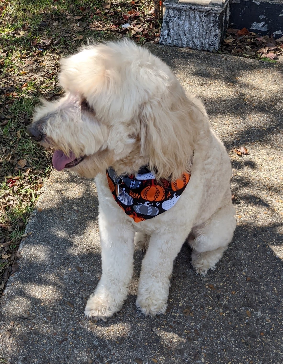 Loop Veterinary Hospital Mobile