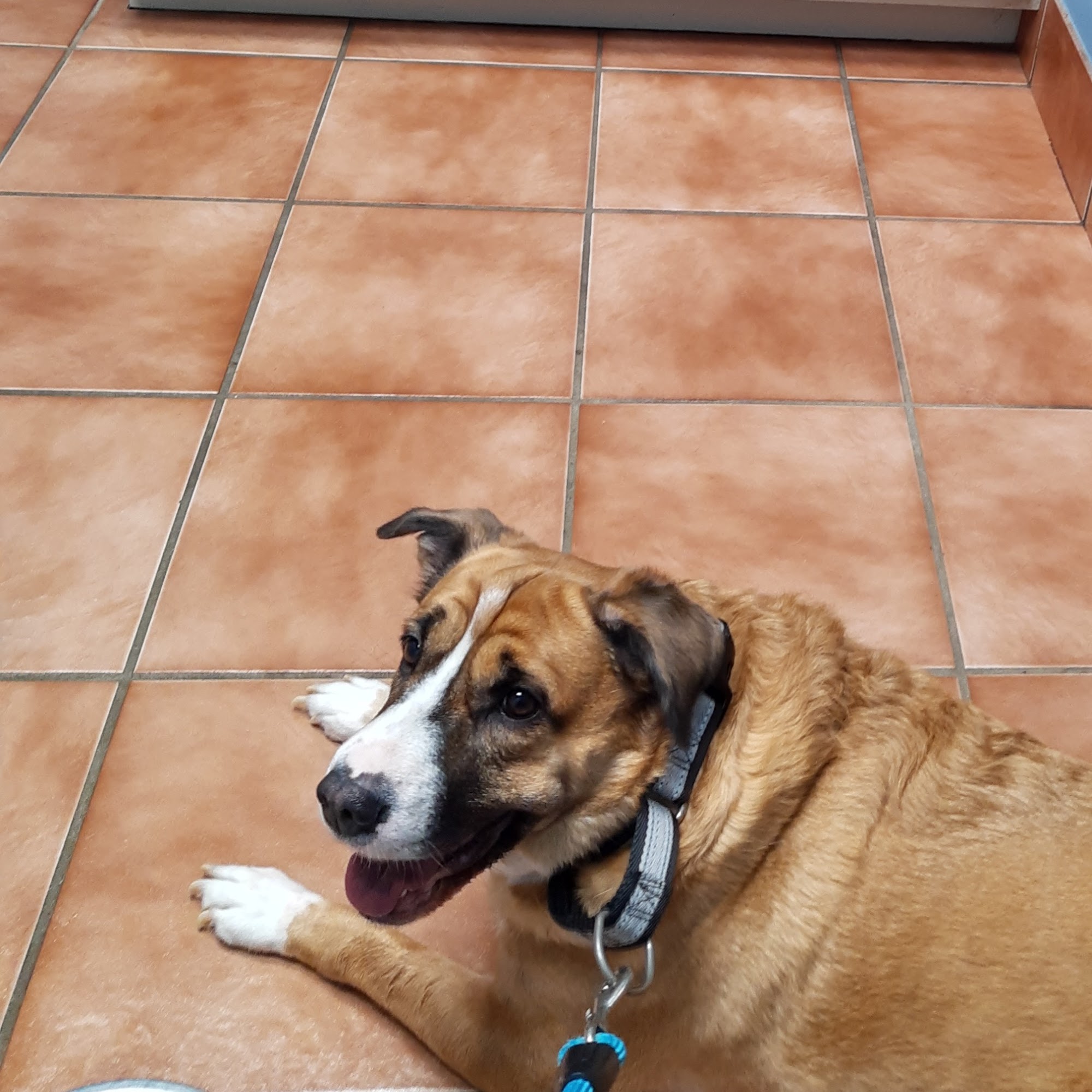 Village Animal Clinic Mobile