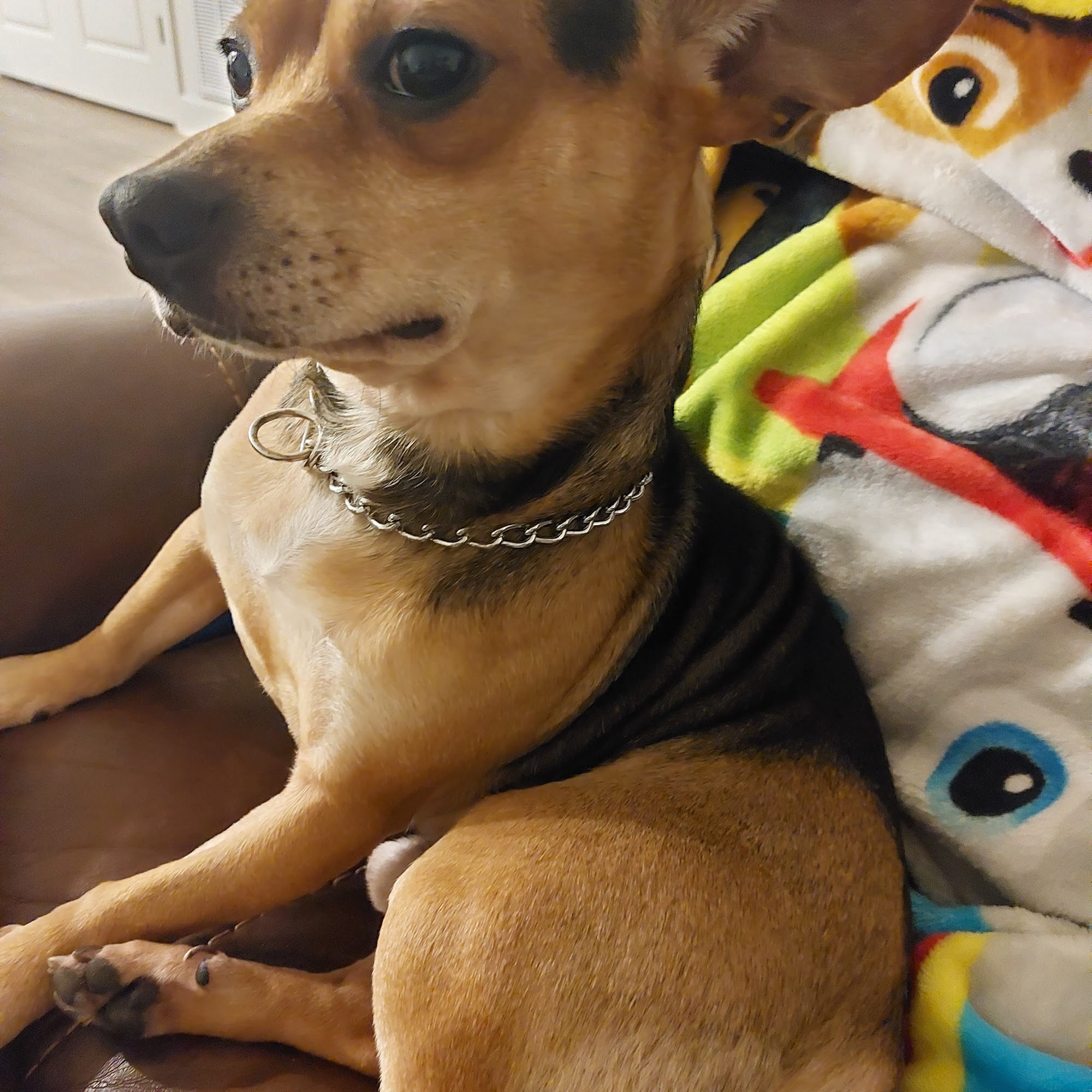 University Animal Hospital Mobile