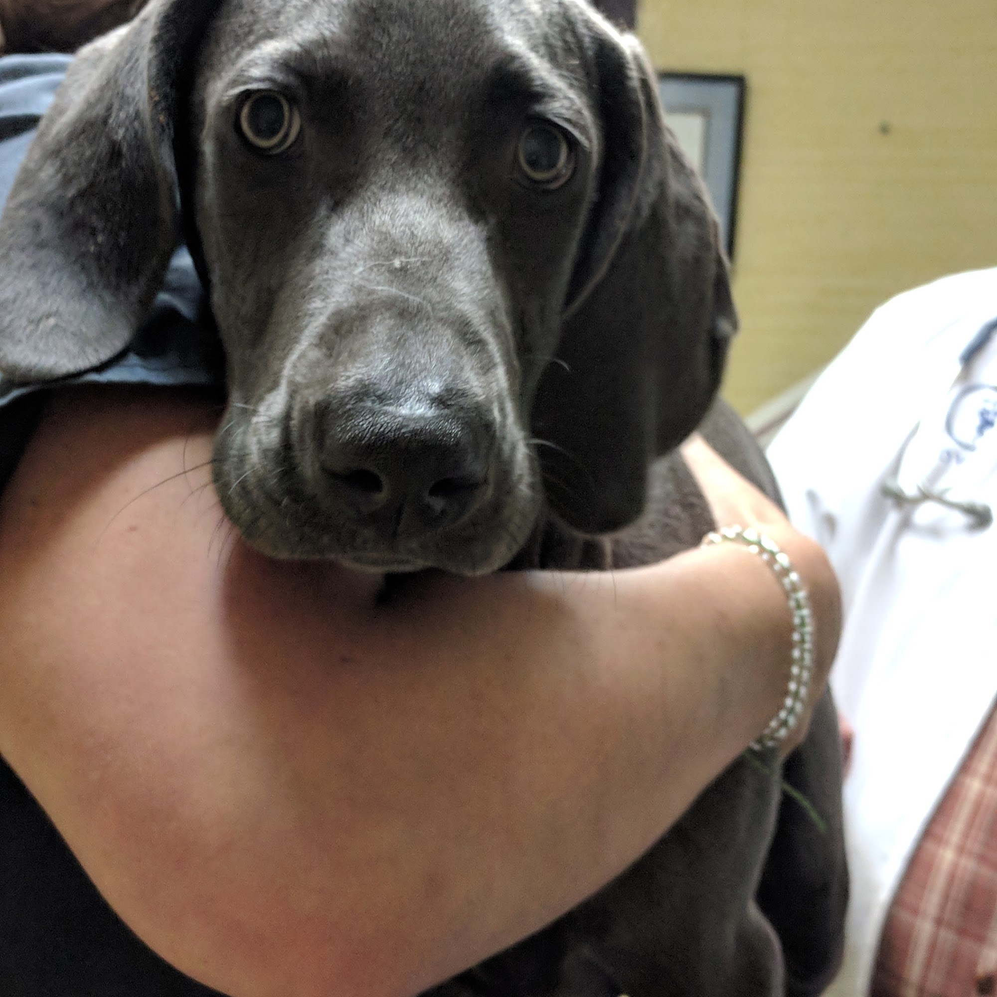 Barr Skyline Vet Hospital Mobile