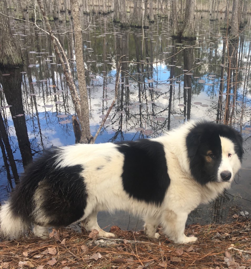 Barr Skyline Vet Hospital Mobile