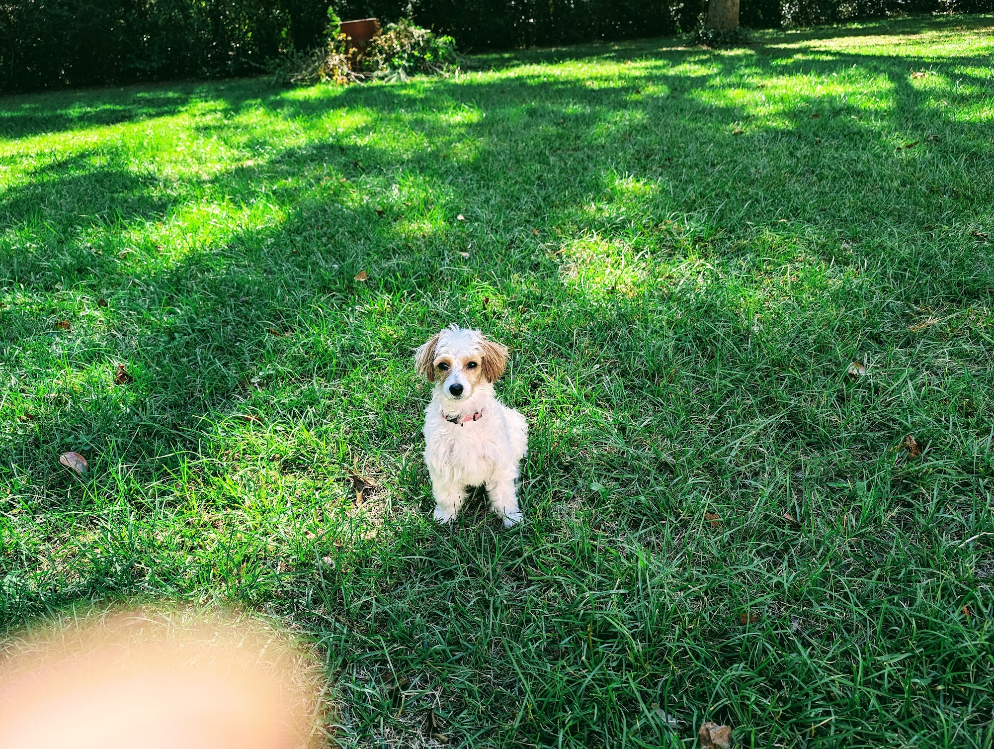 Tillman's Corner Veterinary Hospital Mobile