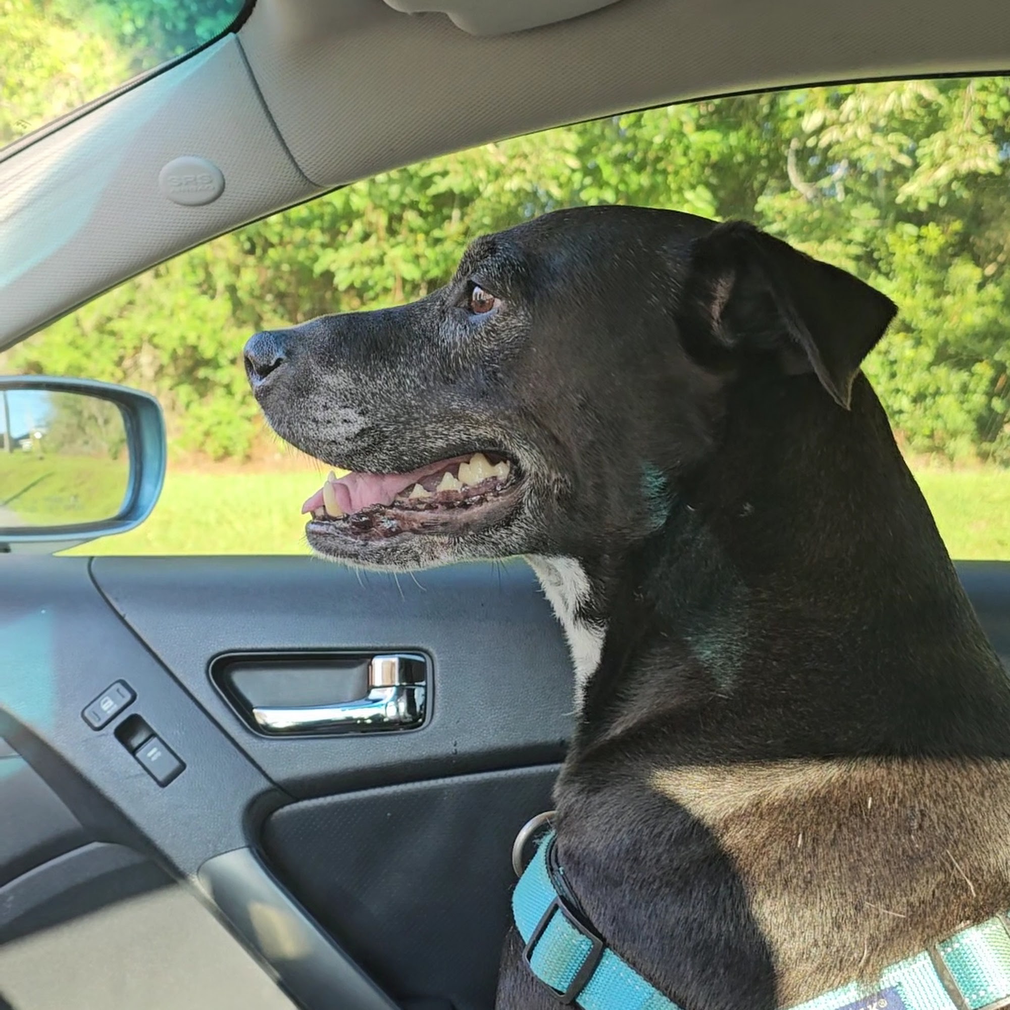 Wesson Animal Clinic Mobile