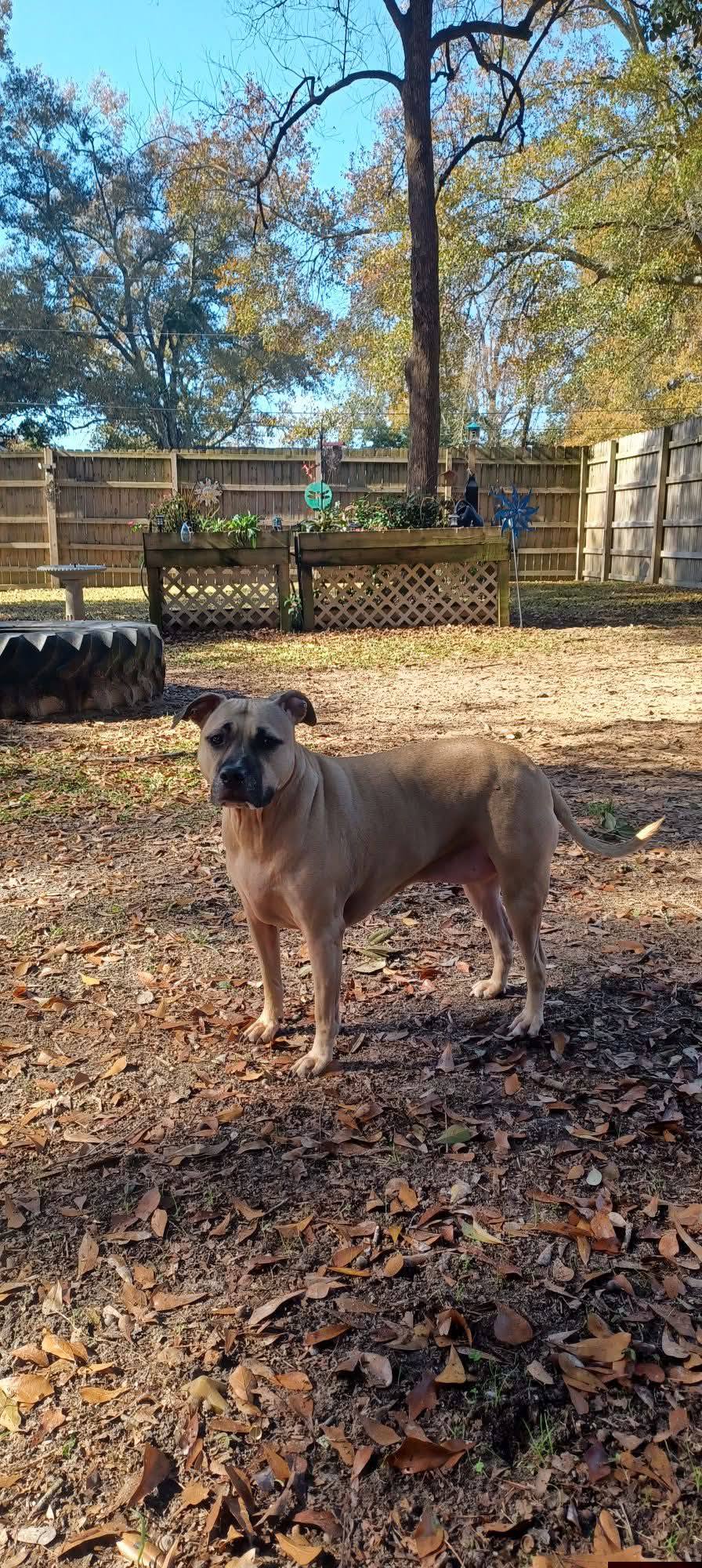 Paws on Pinehill LLC Mobile