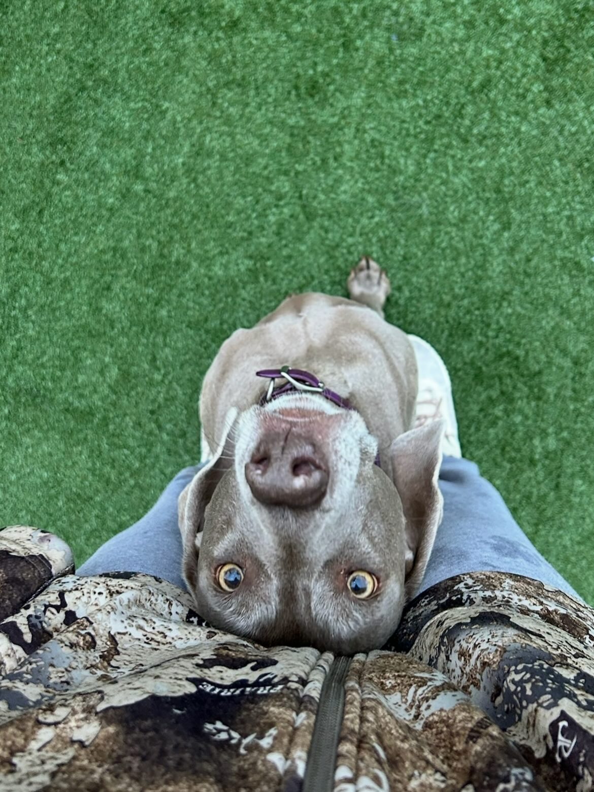 HopHounds Brew Pub & Dog Park Mobile