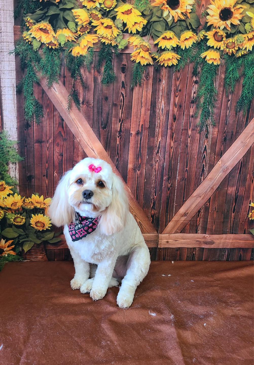 Adorable Do's Pet Grooming Mobile