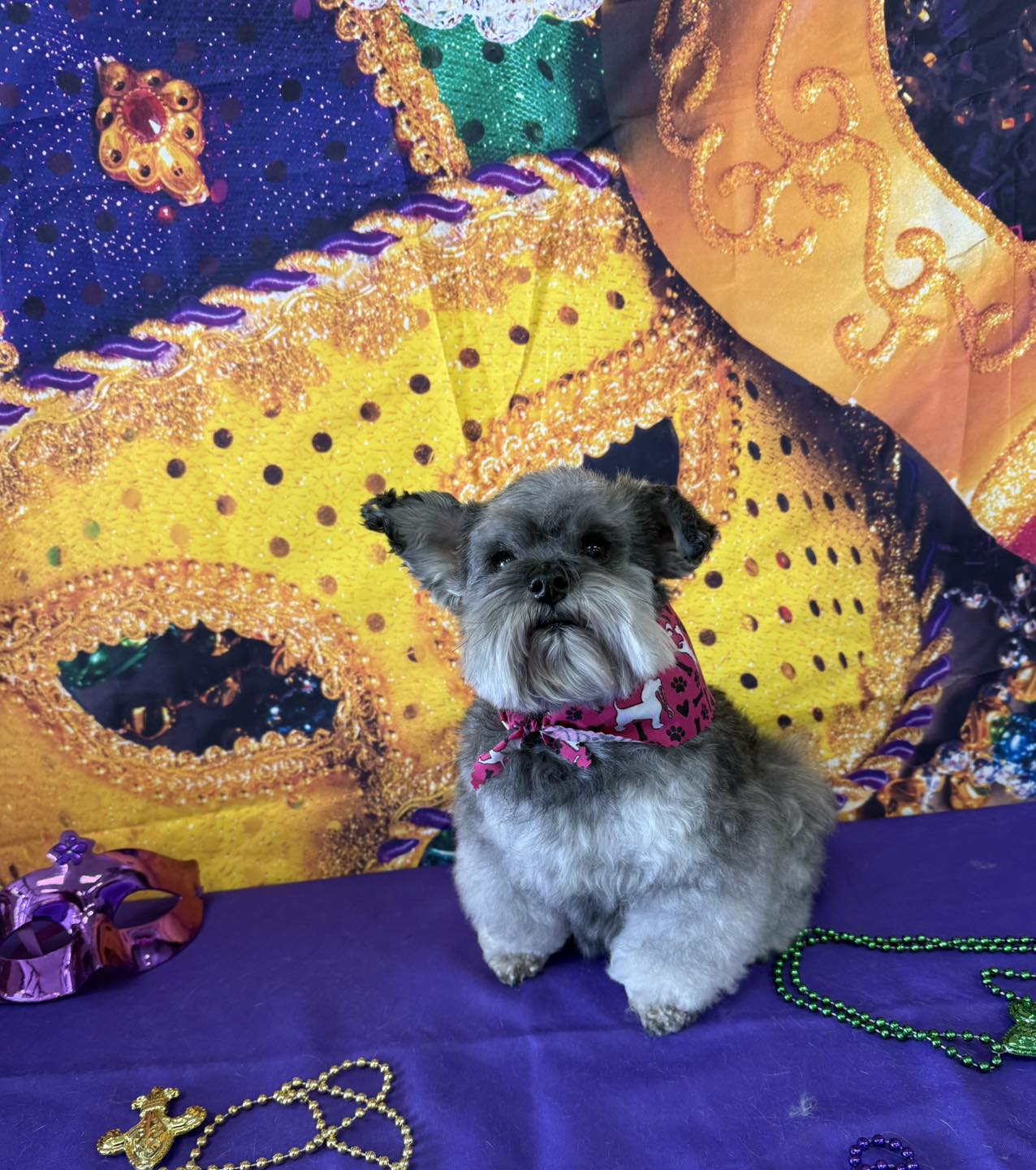 Adorable Do's Pet Grooming Mobile