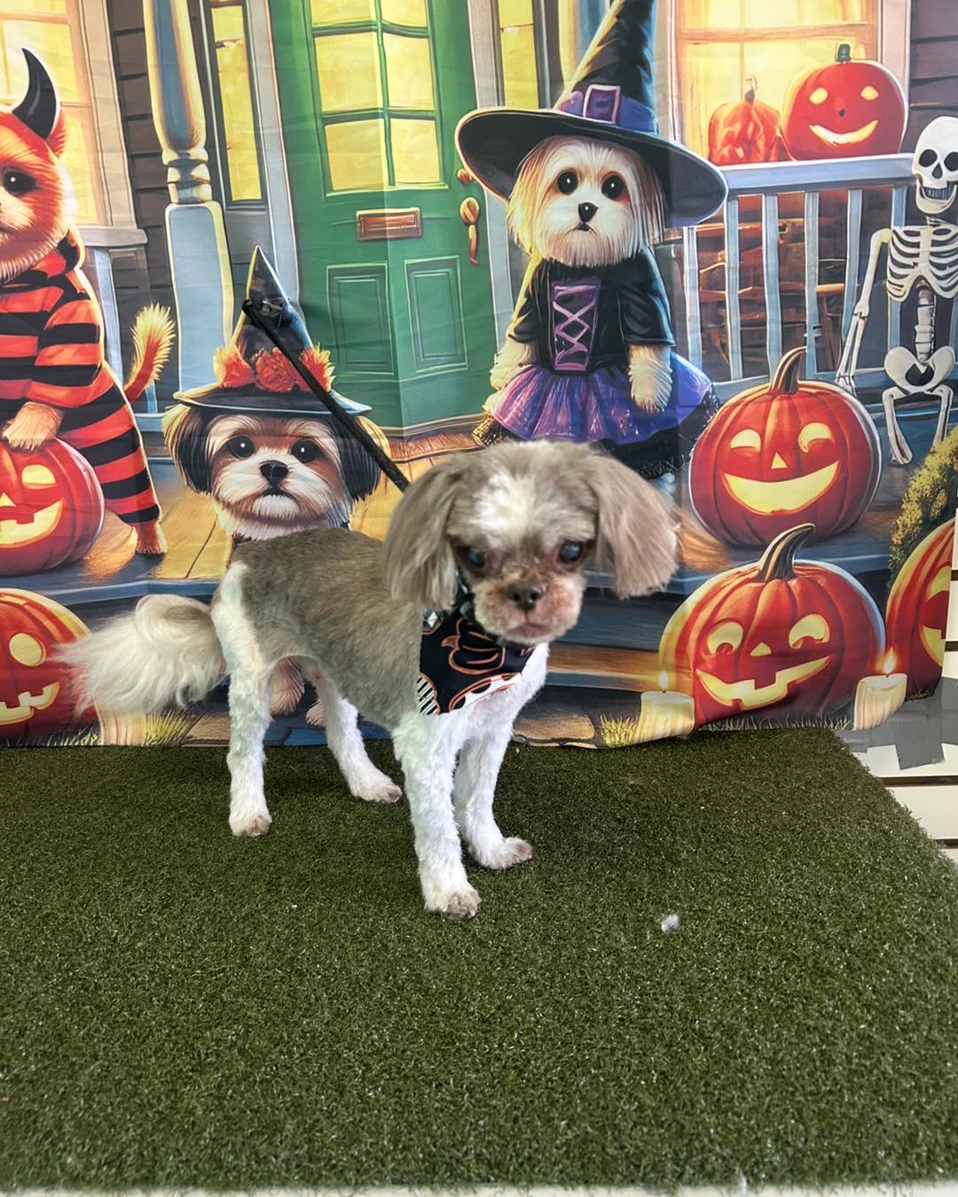 Katrina's Grooming Salon Mobile