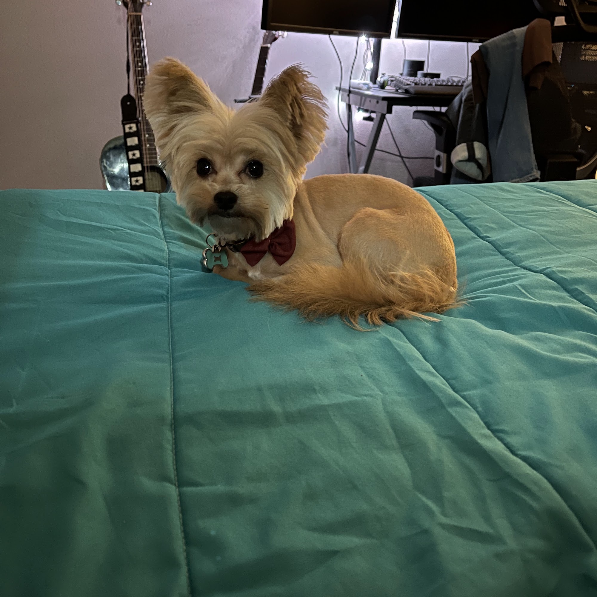 The Dog Shop LLC Mobile