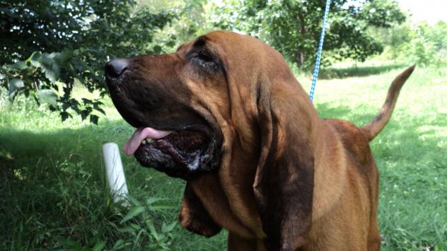 Mobile County Animal Shelter Mobile