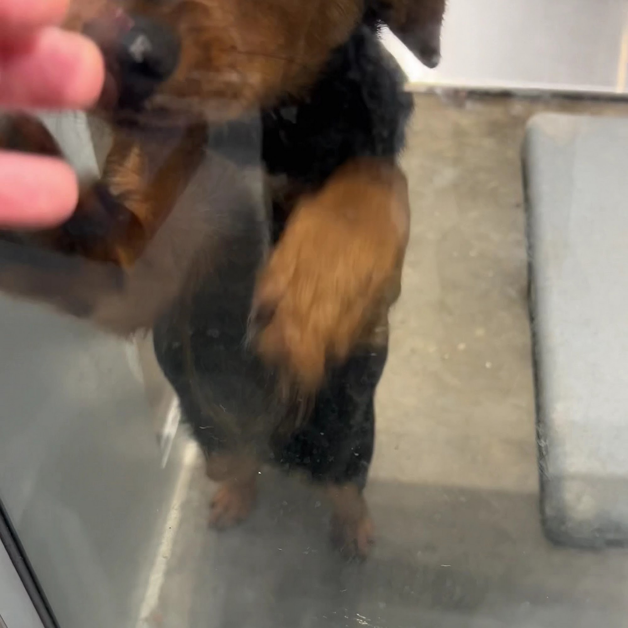 Mobile County Animal Shelter Mobile