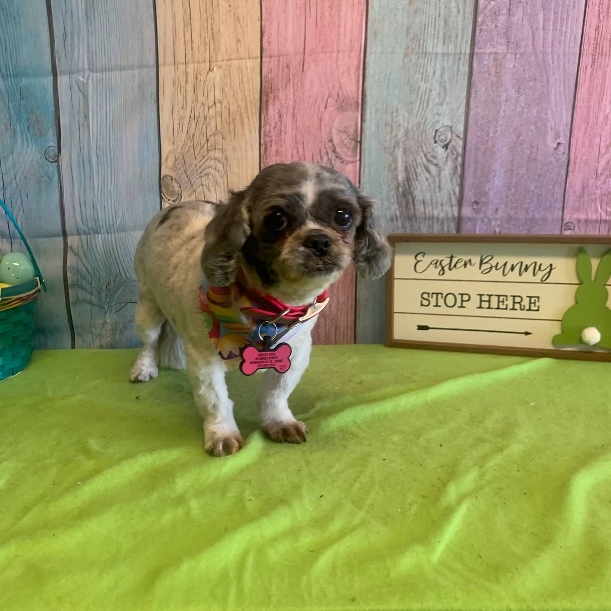 Pet Clinic The Monroeville