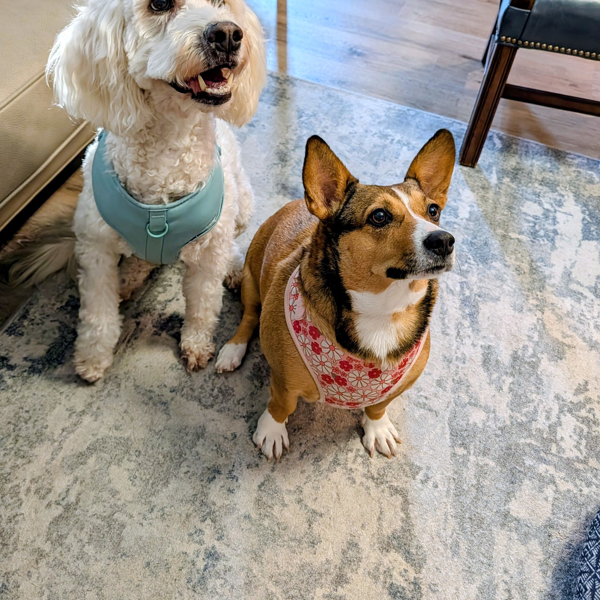 Countryside Animal Hospital Montevallo