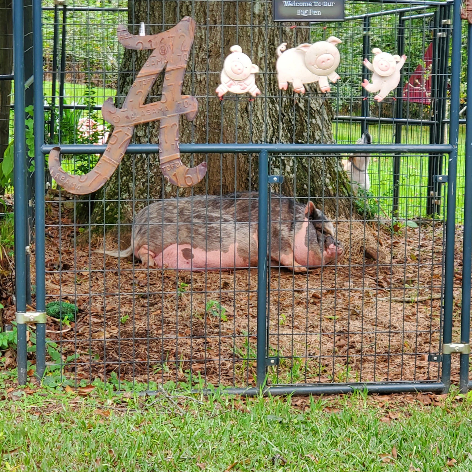 Houndstooth Inn Dog Grooming and Boarding 4645 Co Rd 22, Montevallo Alabama 35115