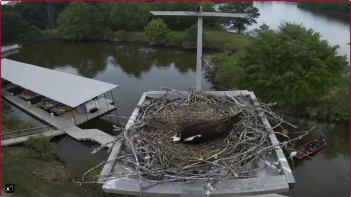 Capitol Oyster Bar Montgomery