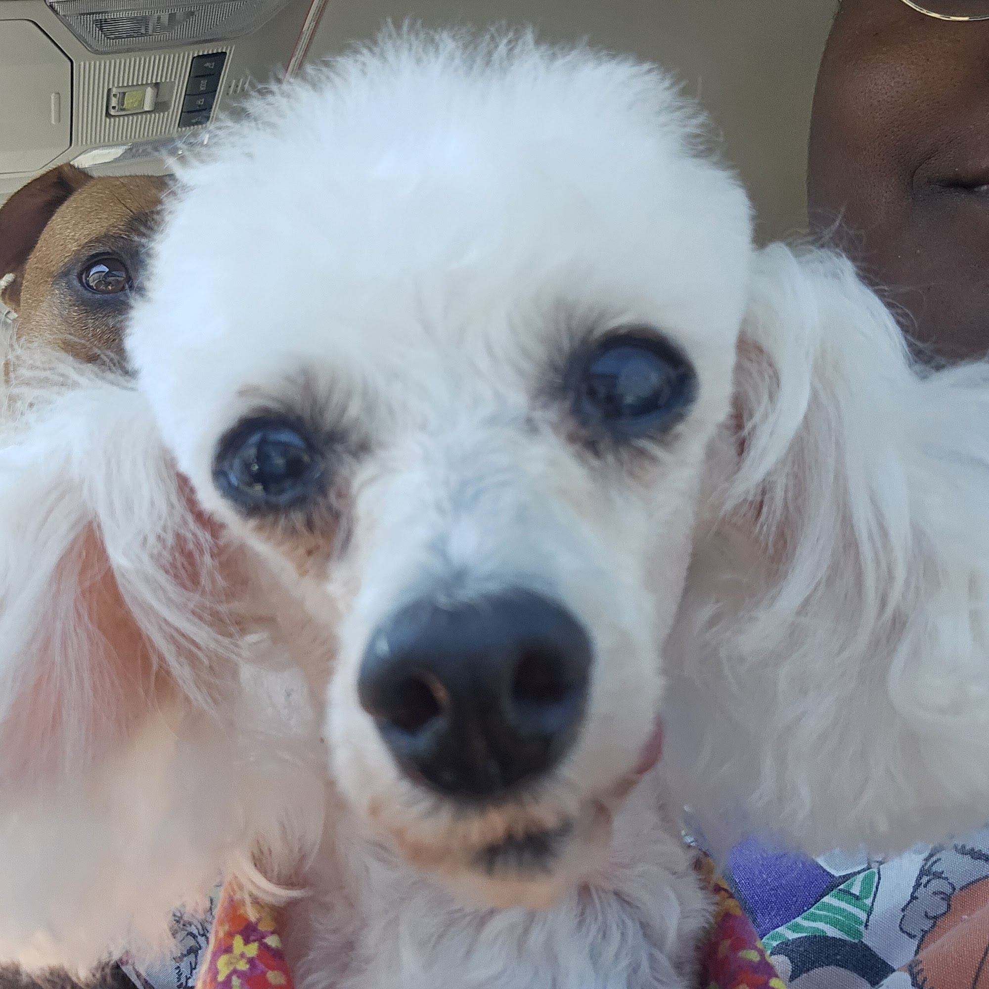 Willis Animal Clinic Montgomery