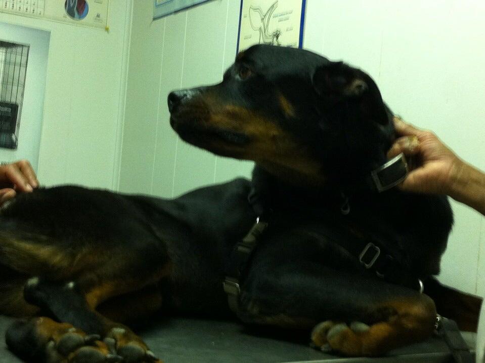 Willis Animal Clinic Montgomery