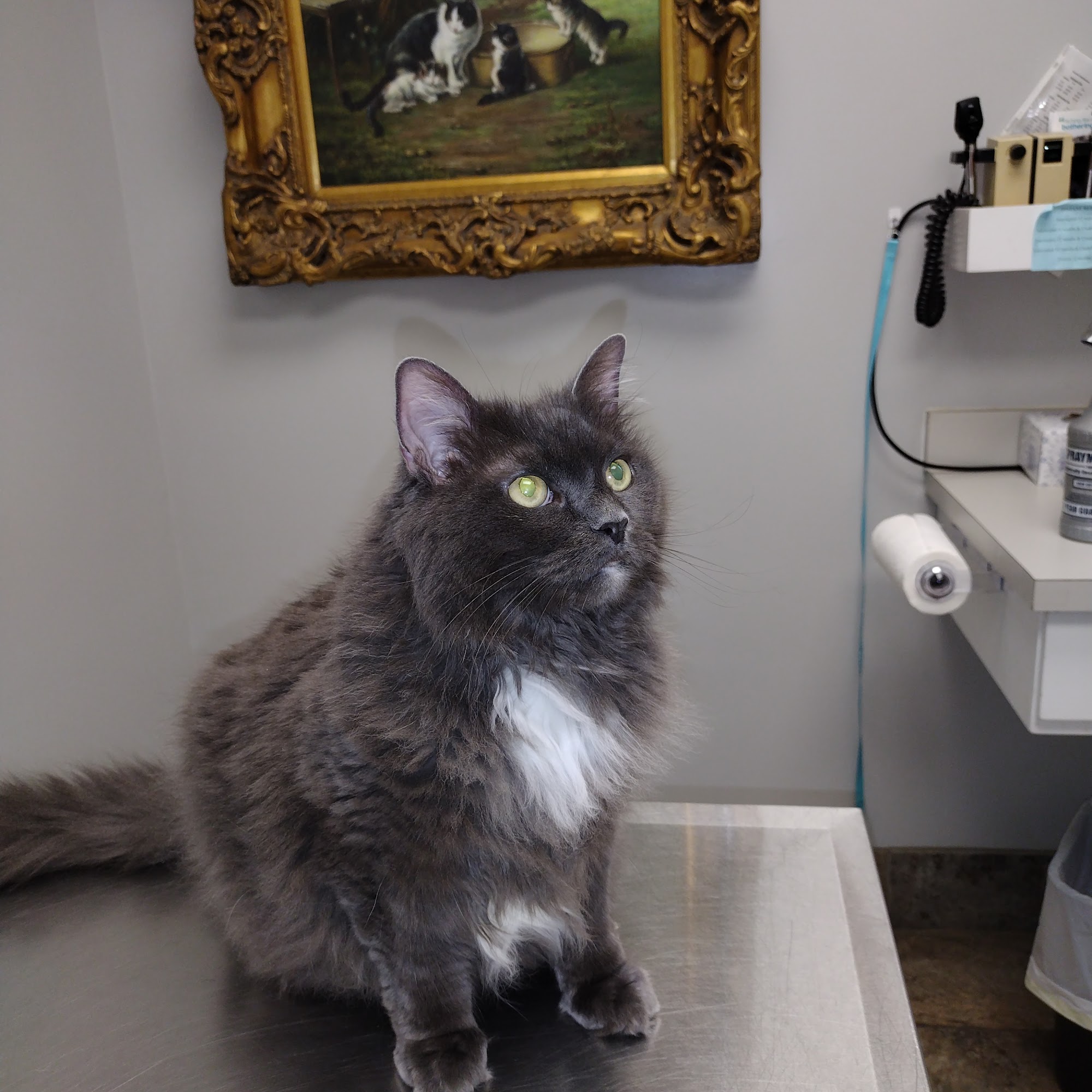 Pet Care Center Montgomery