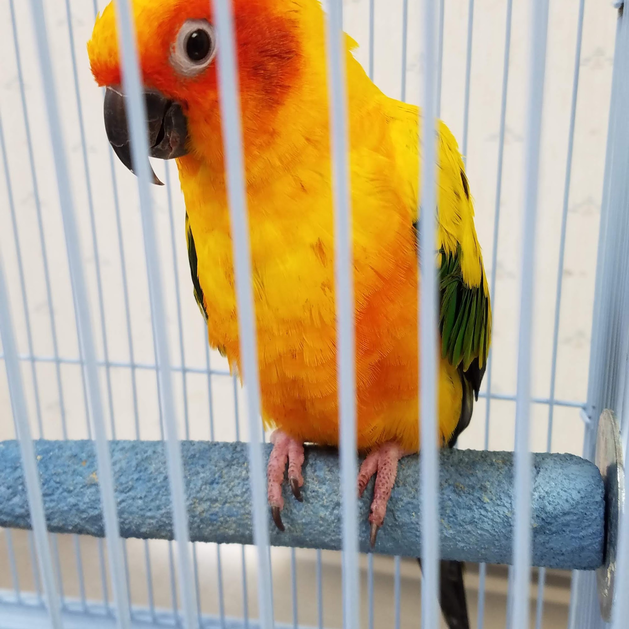 Pet Urgent Care of Montgomery, LLC Montgomery