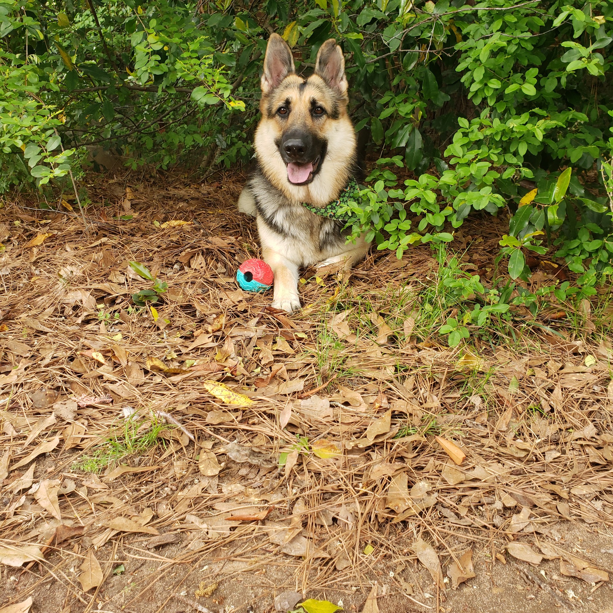 Phillips Dunn Animal Hospital Montgomery