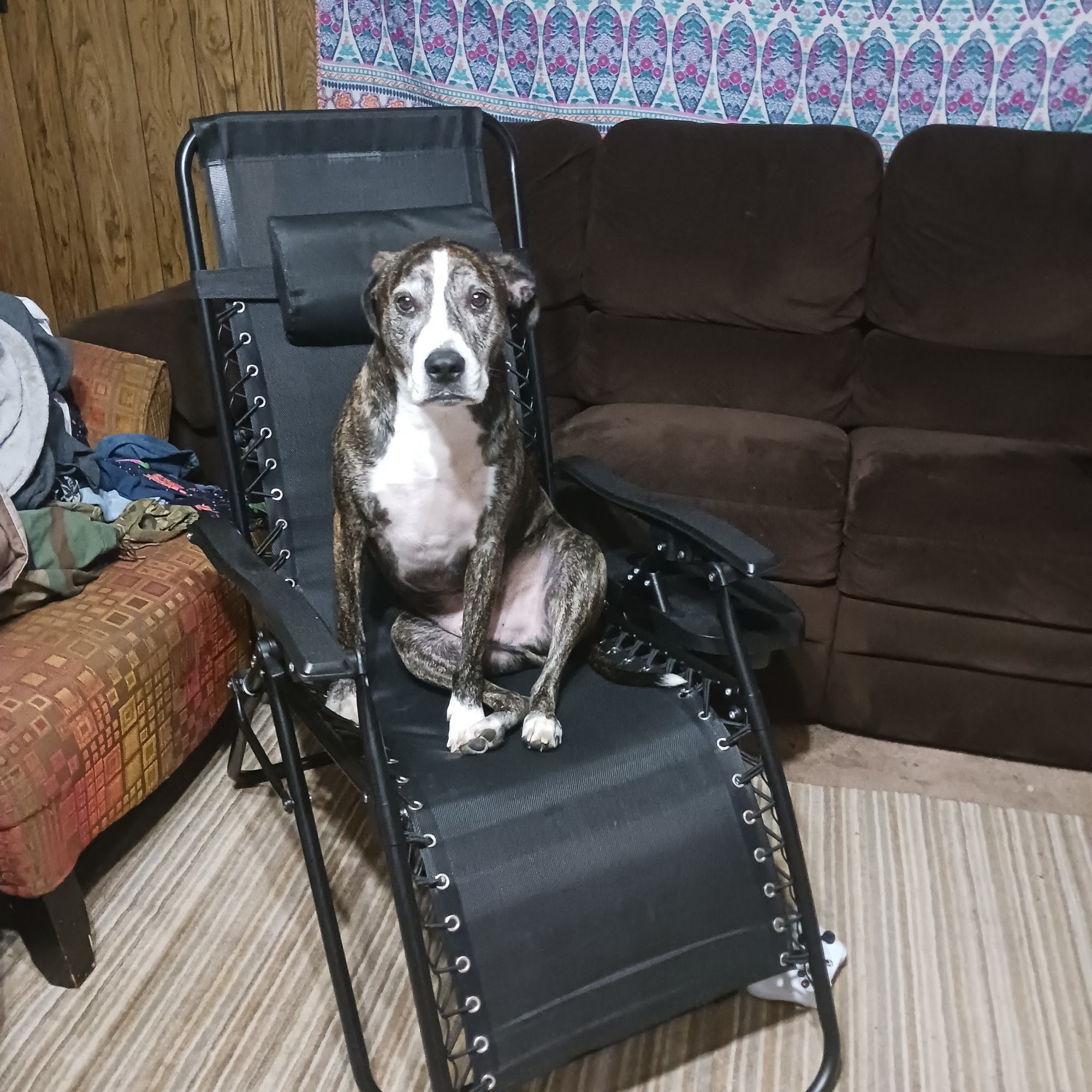 Taylor Crossing Animal Hospital Montgomery