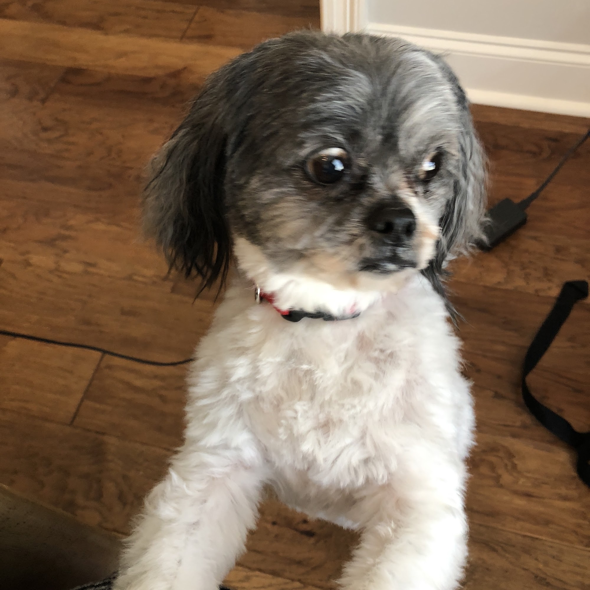 East Montgomery Animal Hospital Montgomery