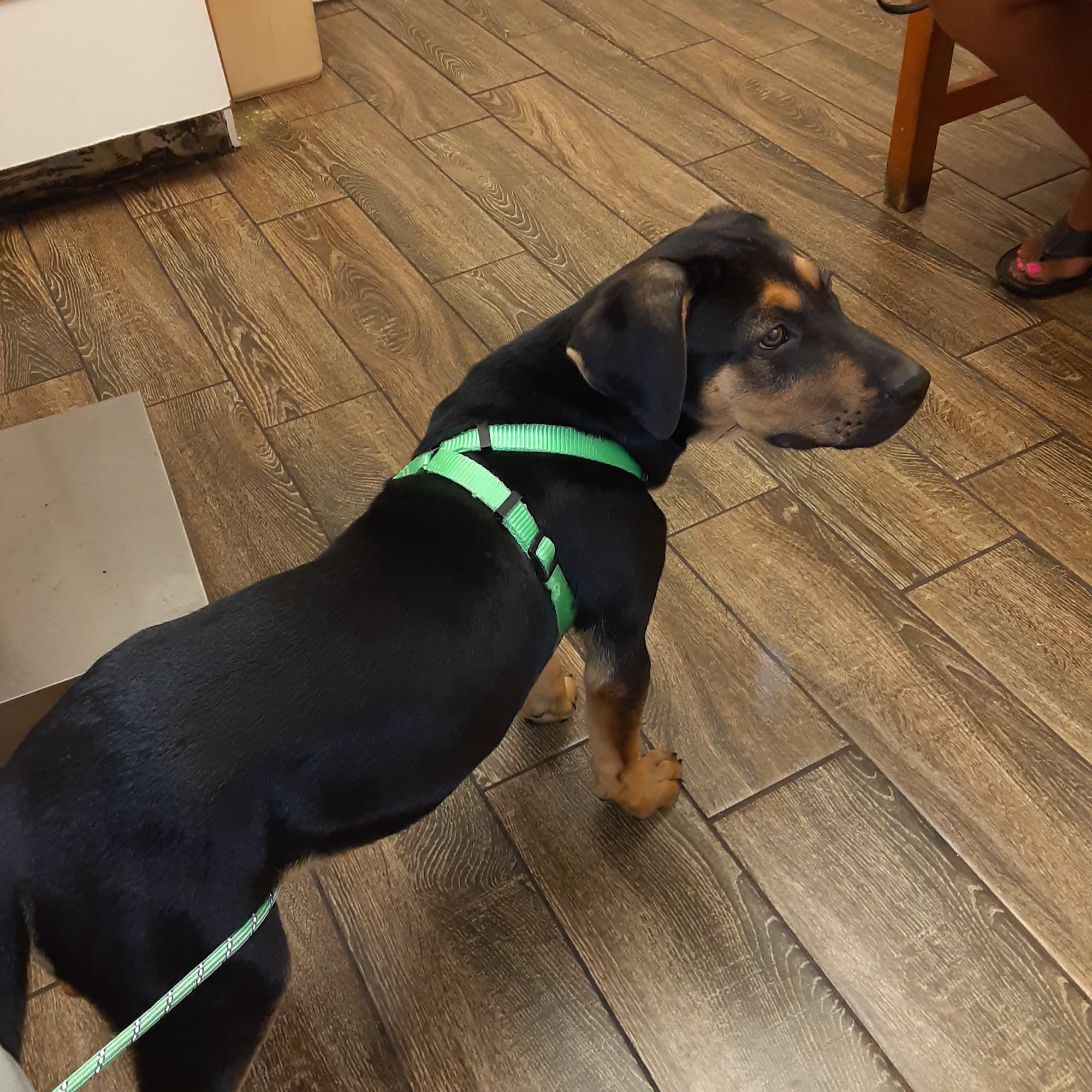 Cavanaugh Bradley Animal Hospital Montgomery