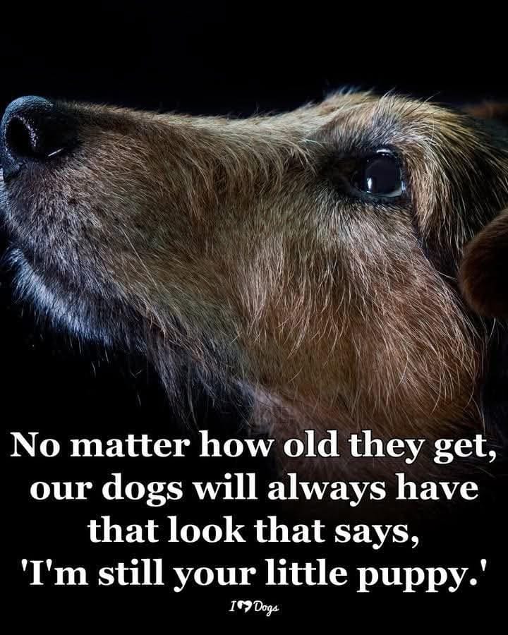 Barking Lot Groom Salon Montgomery