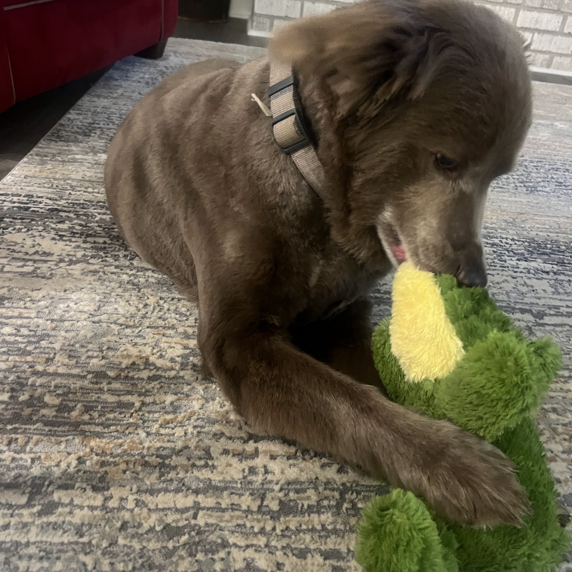 Pet Palace Hotels Montgomery