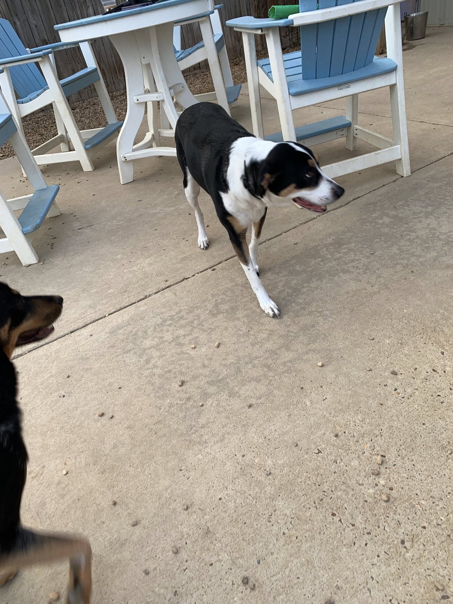 Pet Palace Hotels Montgomery