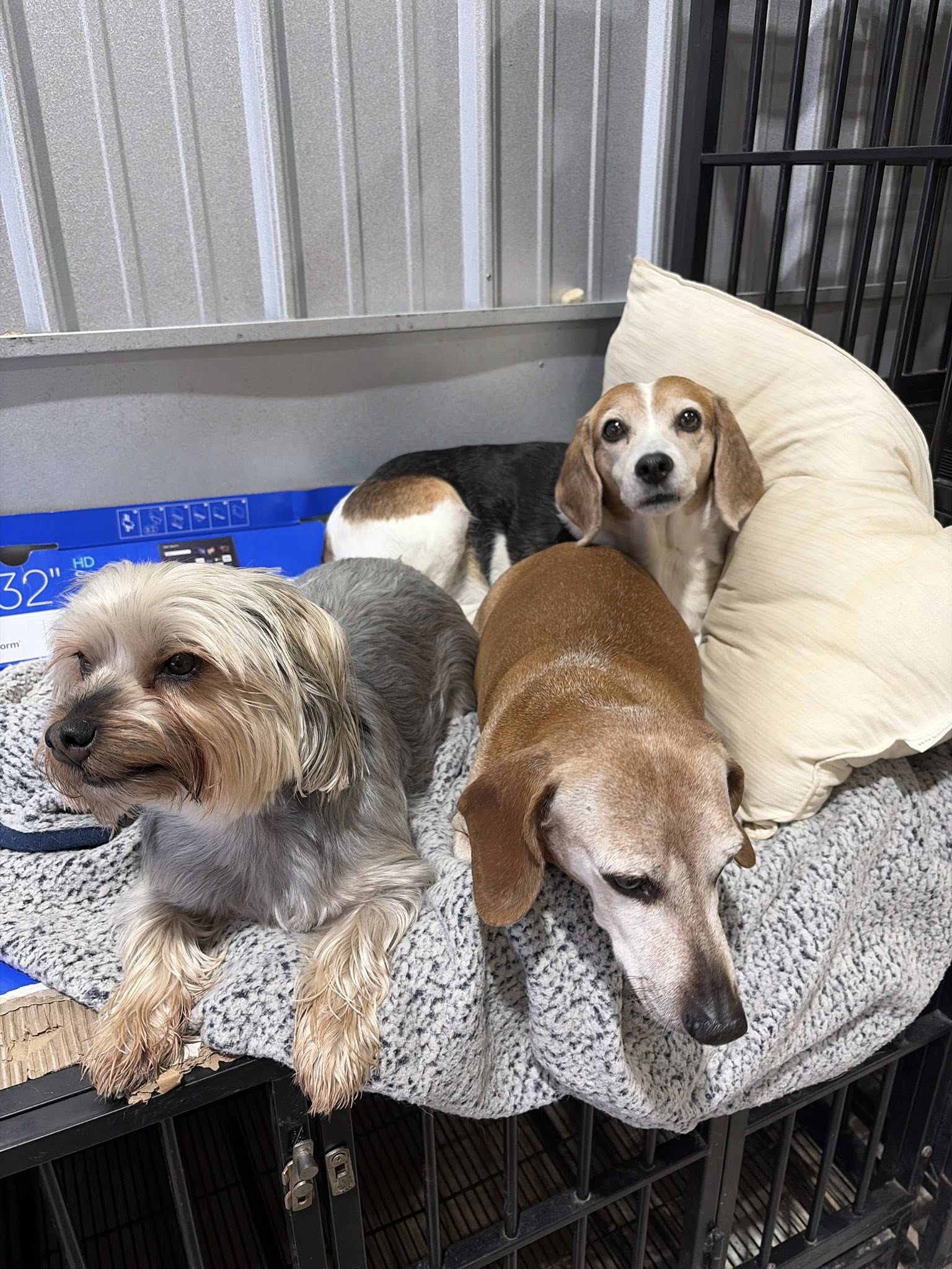 Pet Palace Hotels Montgomery