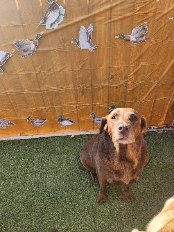 Montgomery Veterinary Associates: Aman Frank DVM Montgomery