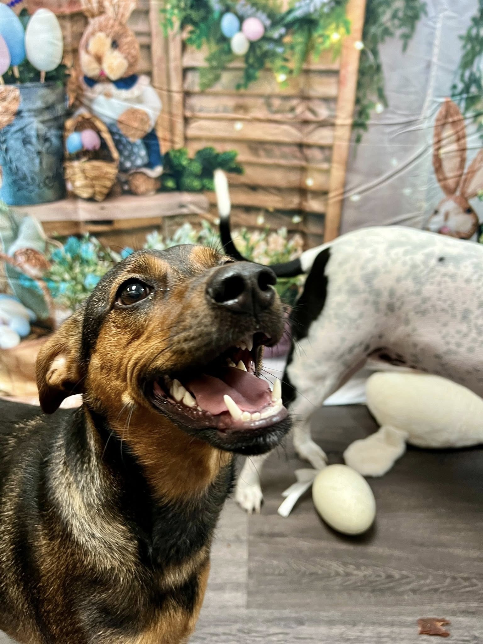 Montgomery Veterinary Associates: Aman Frank DVM Montgomery