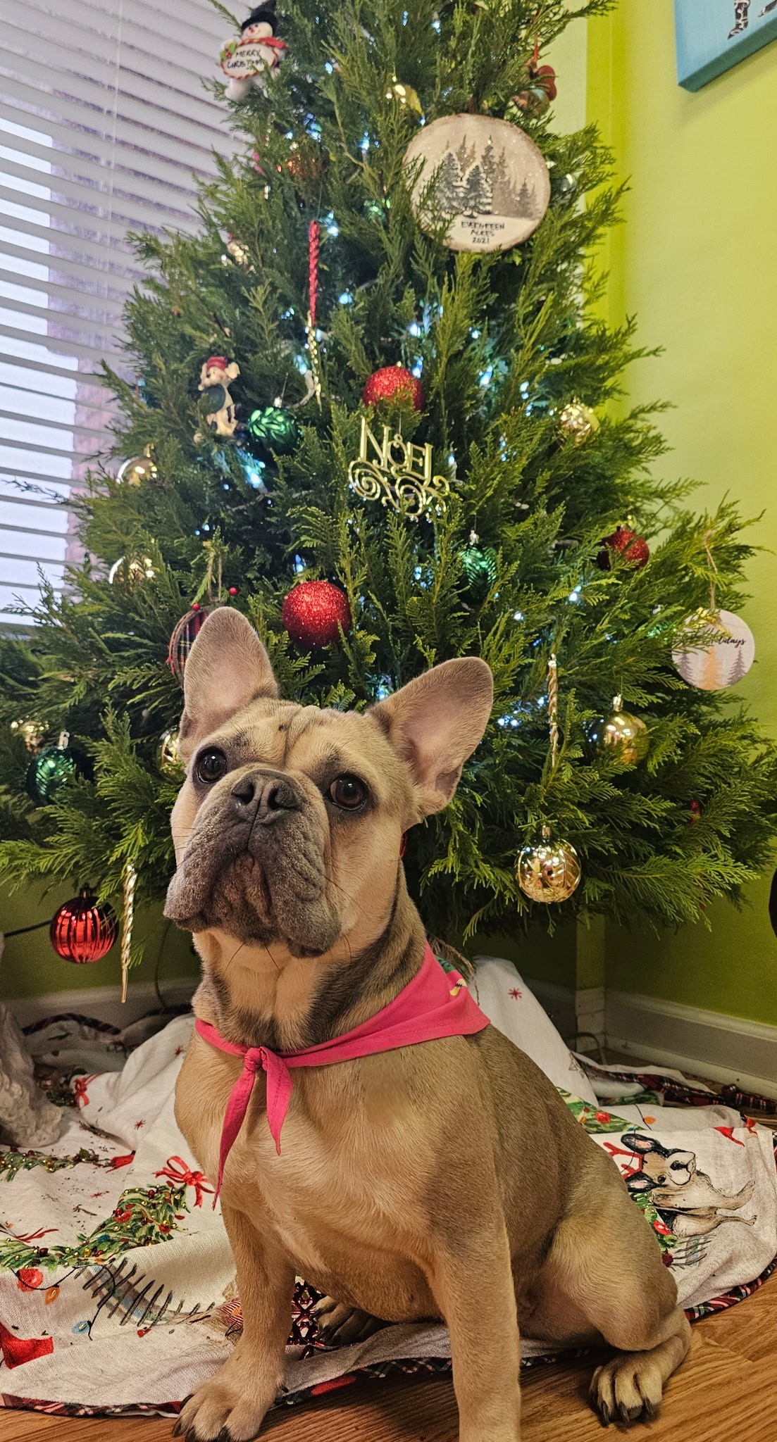 Dawg Gone Pretty Montgomery