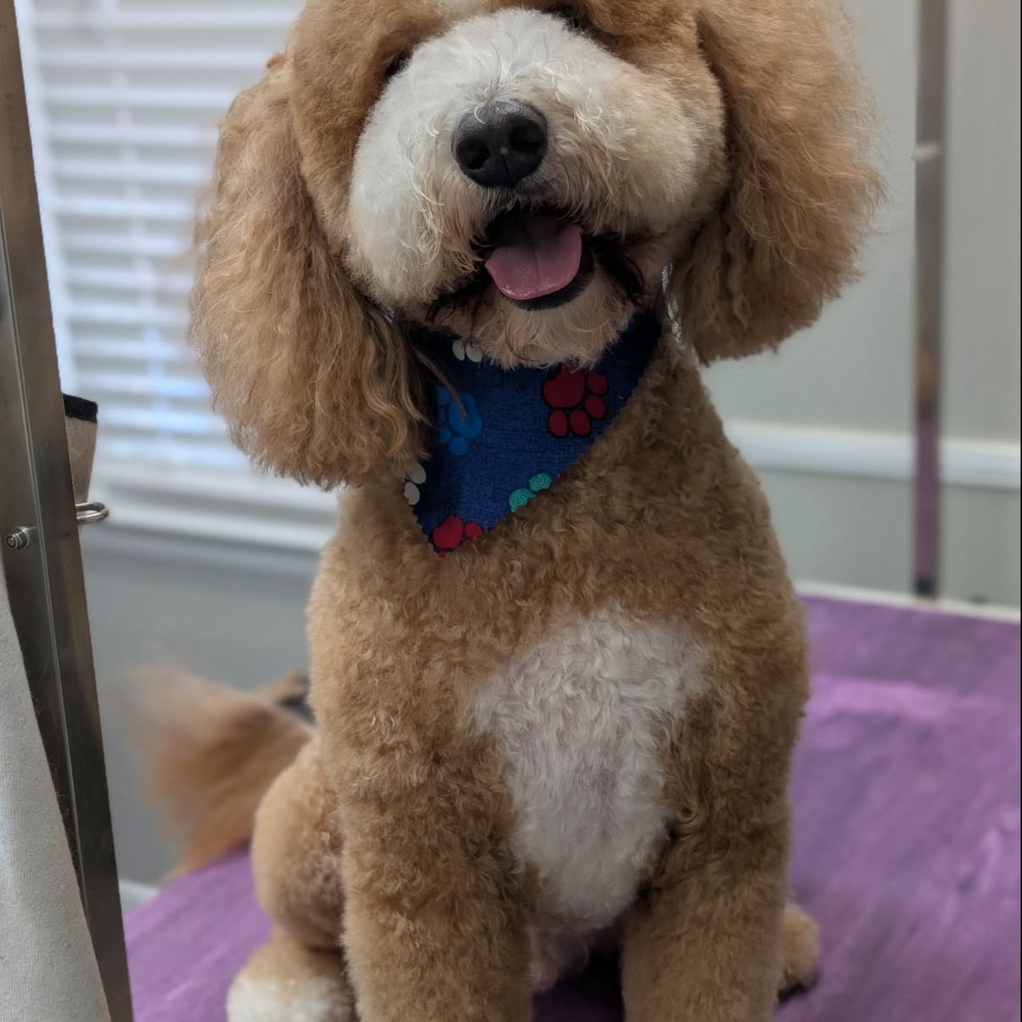 Precision Grooming Spa SUPERSTORE Montgomery on Eastdale Circle