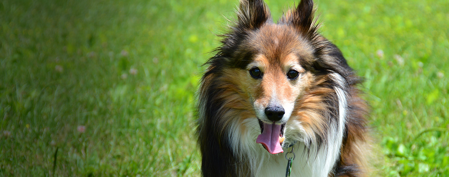 Crossroads Animal Hospital Moody