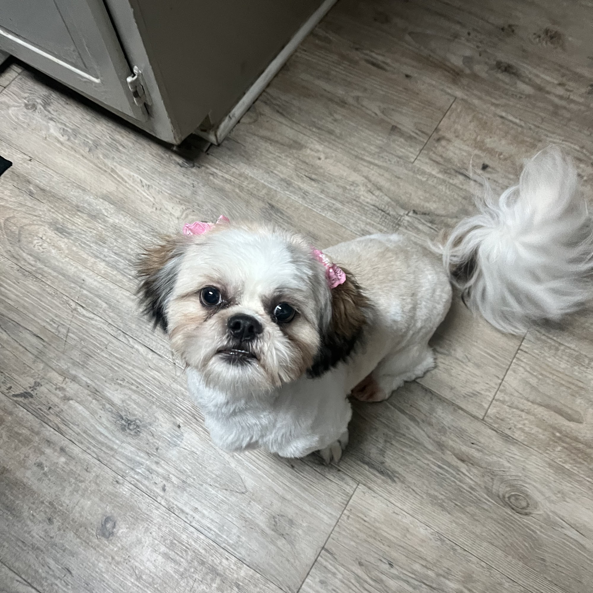 Village Pet Grooming and Boutique Mountain Brook