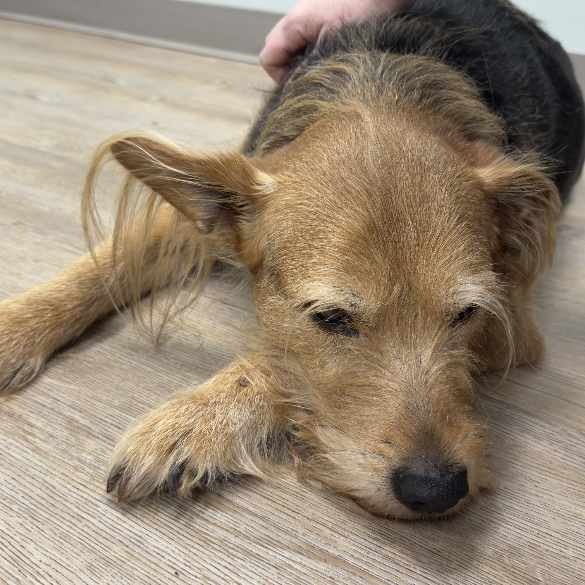 Emergi Pet Northport