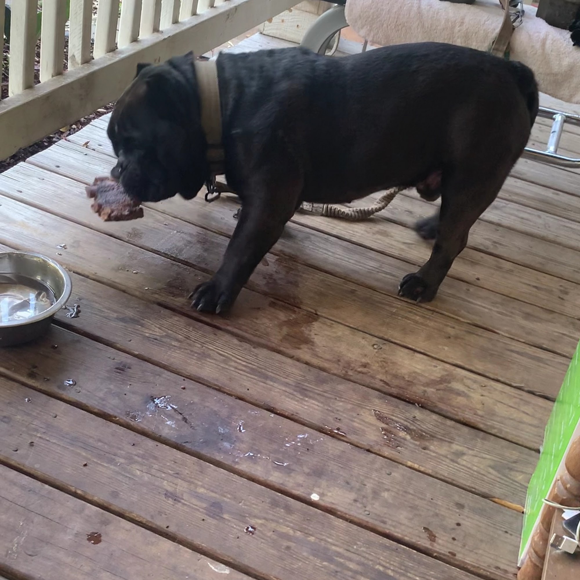 May Veterinary Clinic North Northport