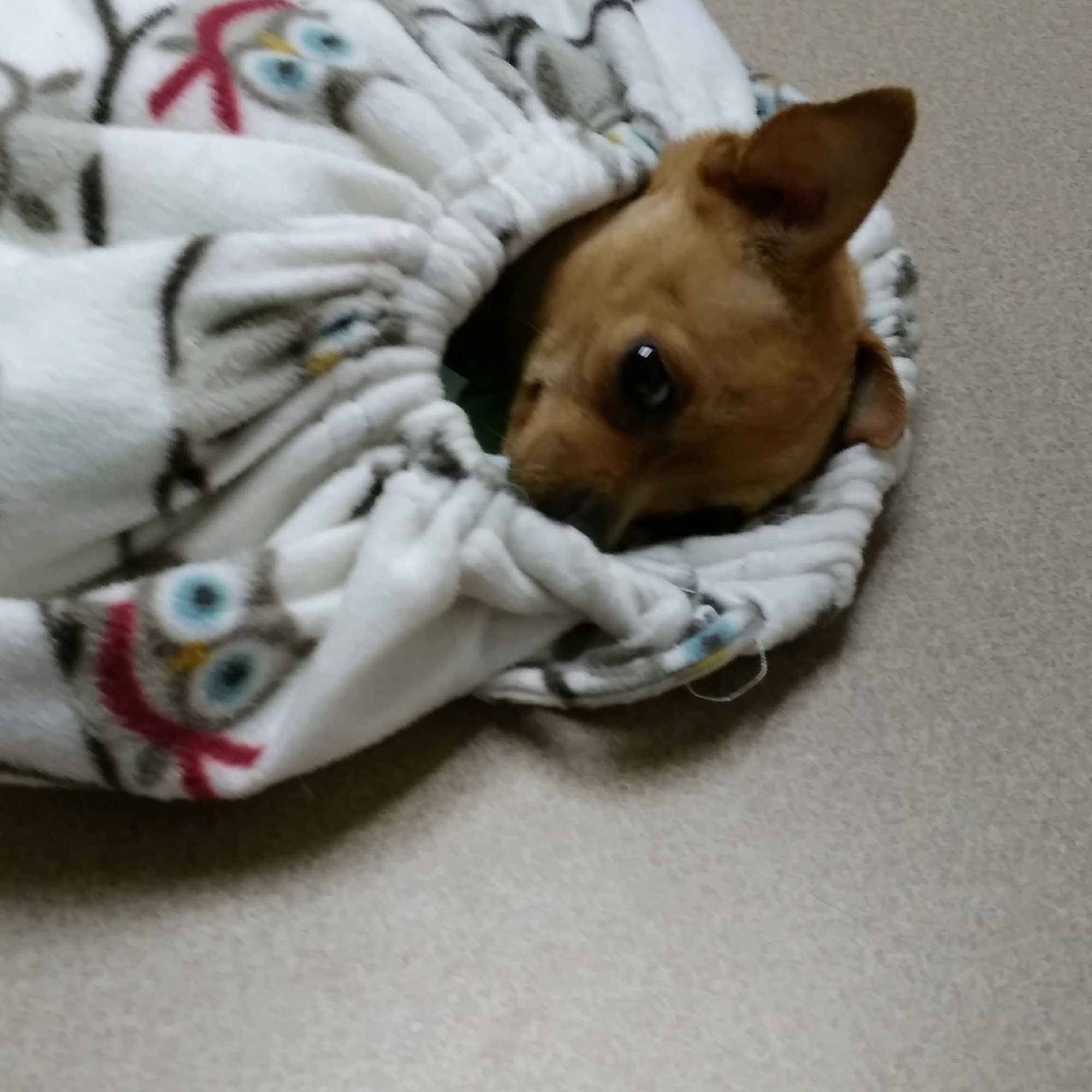 May C Guy DVM Northport