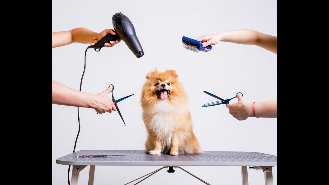 Jenny & Lily's Mobile Pet Grooming Northport