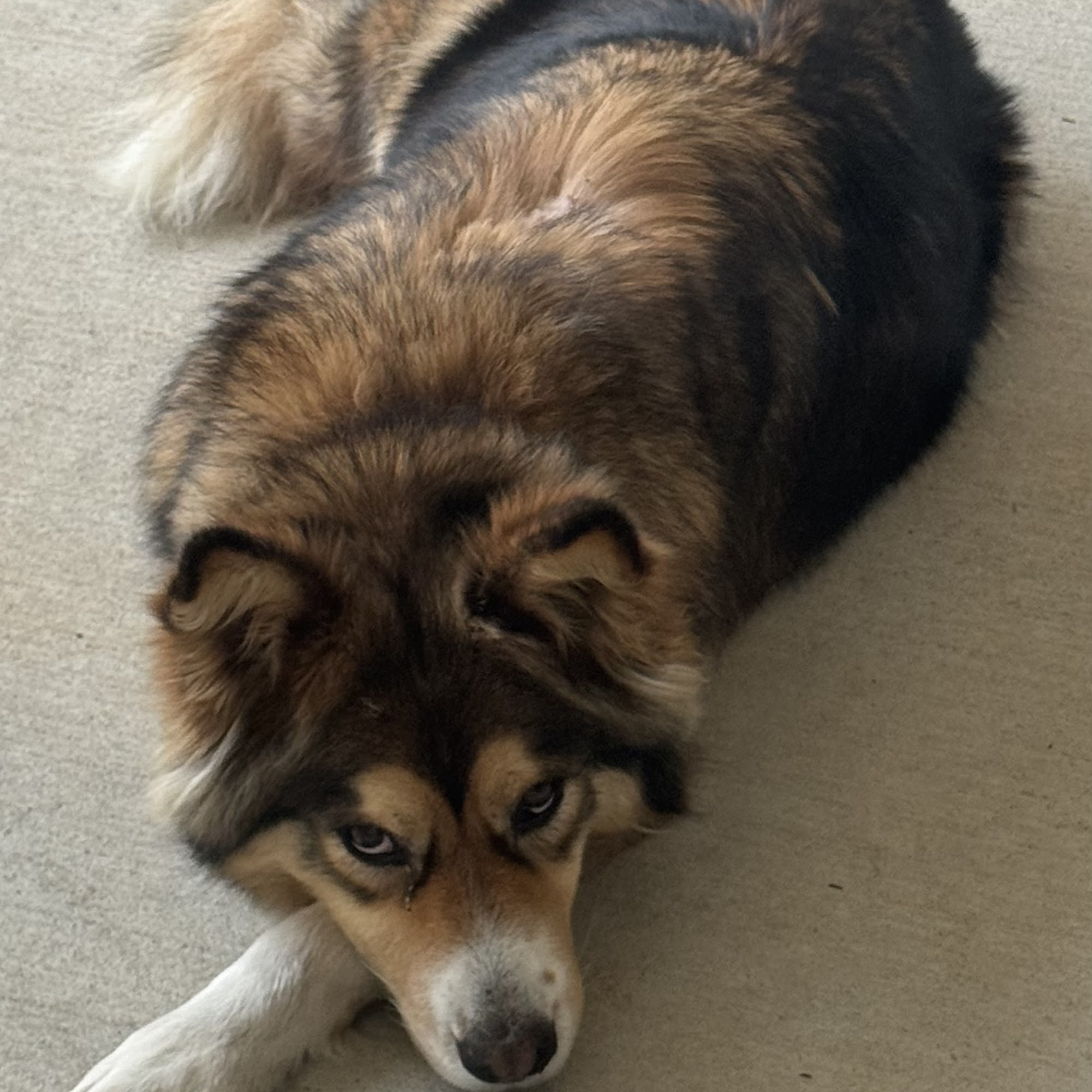 Northcreek Veterinary Clinic Northport