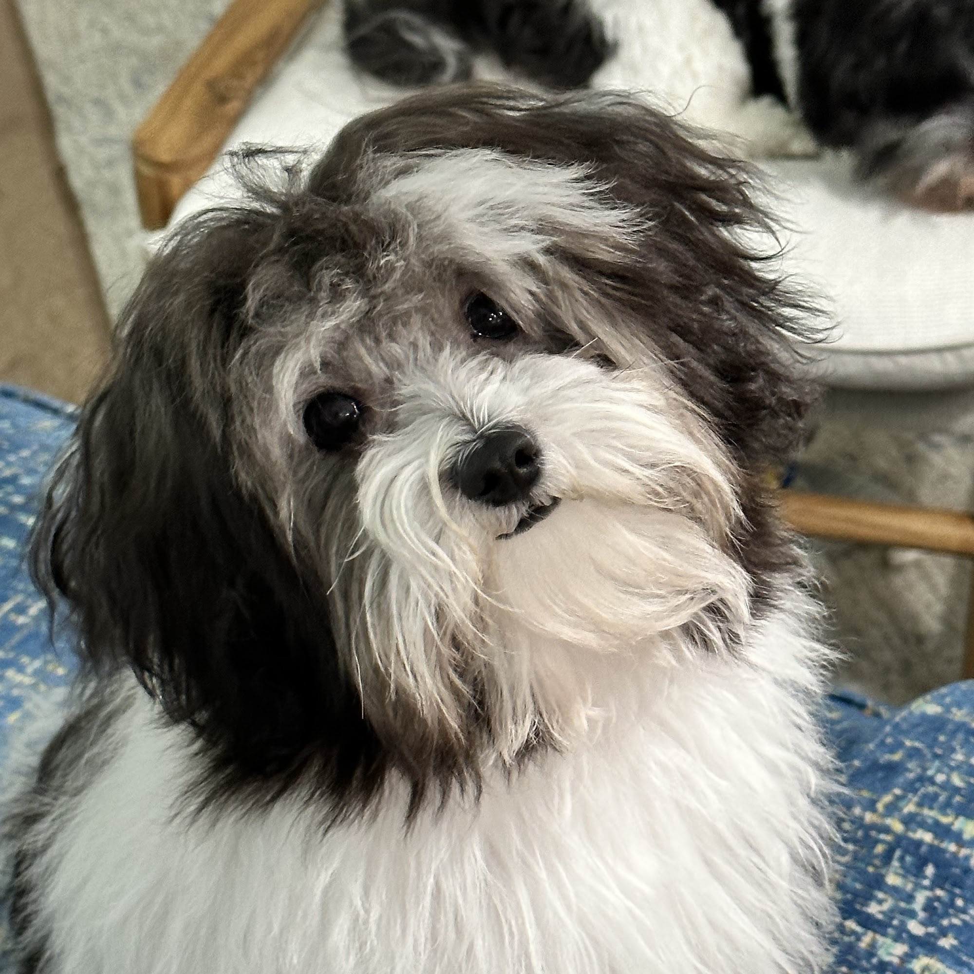 May Veterinary Northridge Northport