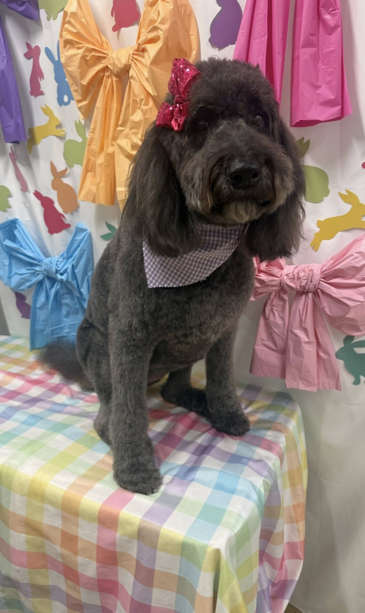 Barks & Bubbles Pet Grooming and Boarding Northport