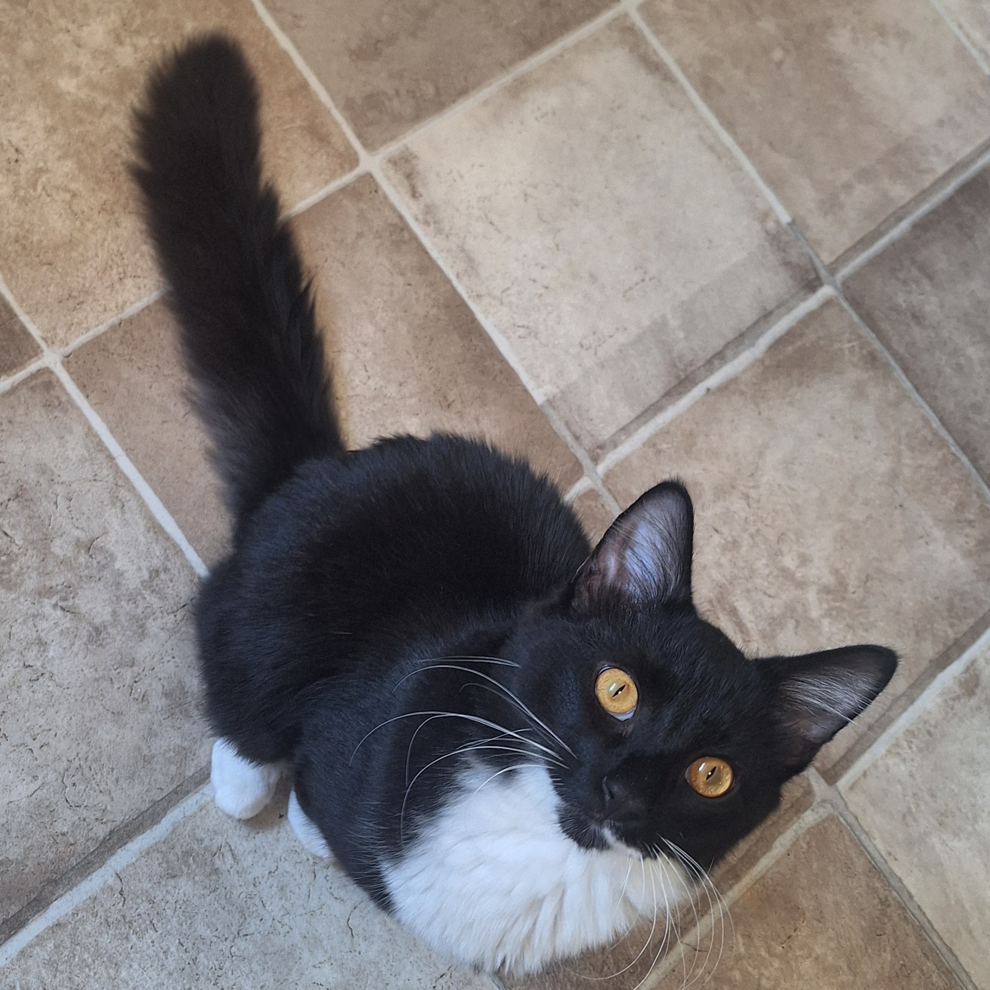 Animal Hospital PC Oneonta